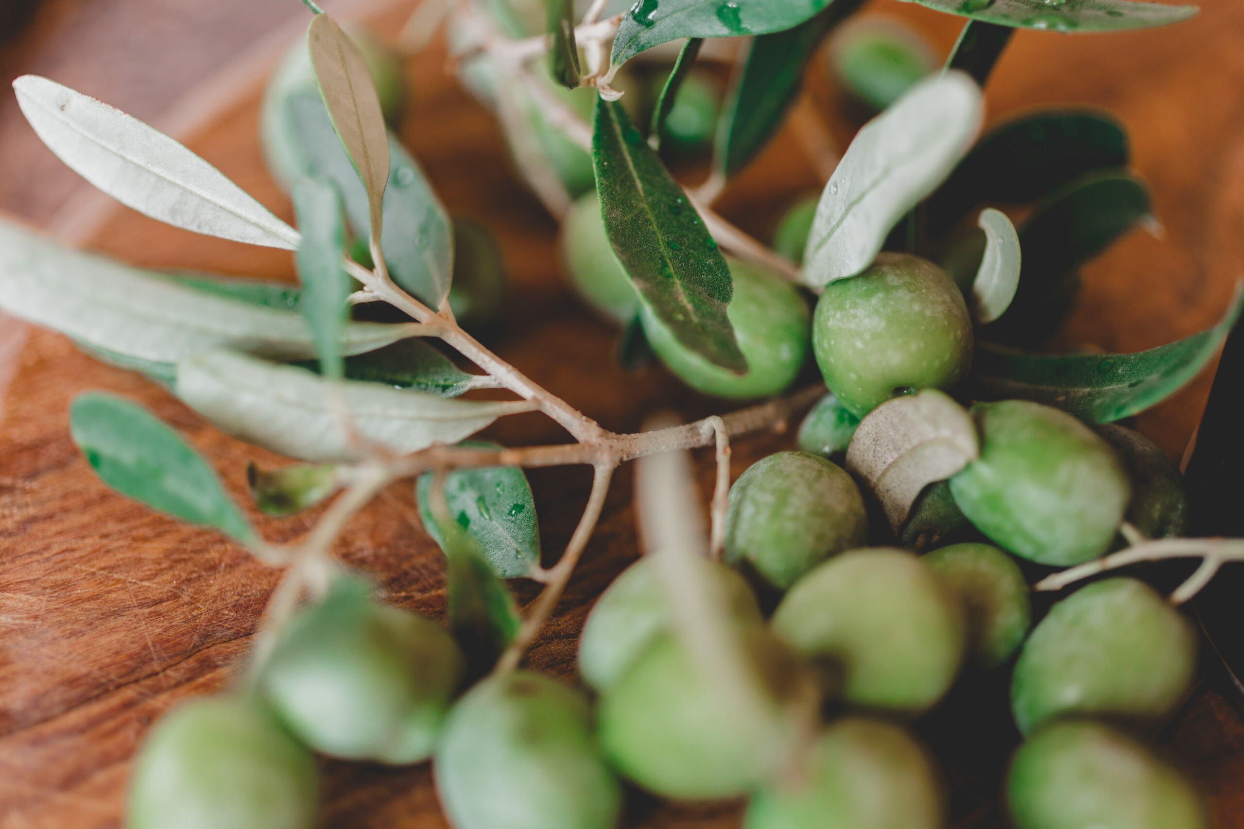 Olivenzweig grüne Oliven