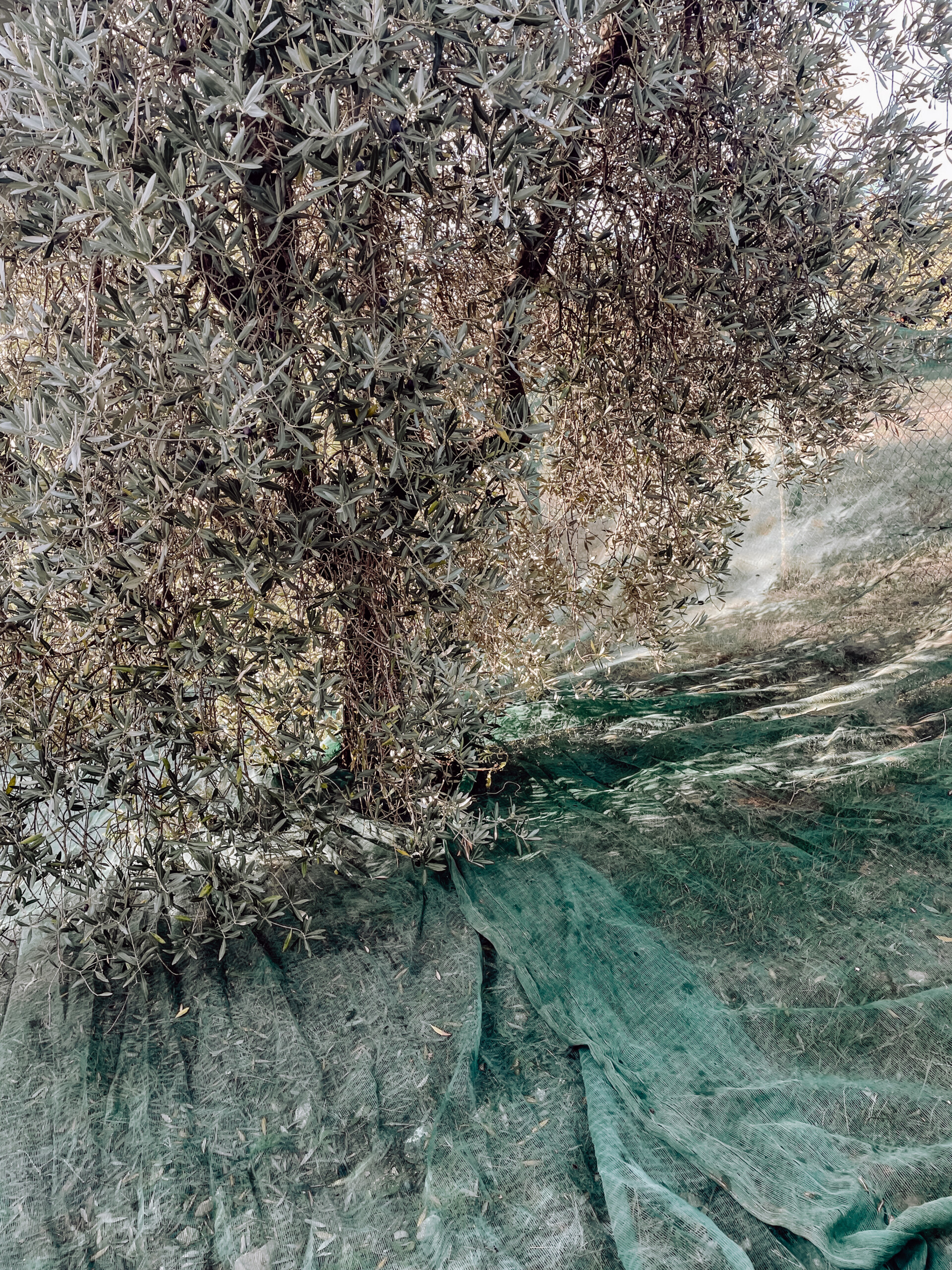 Poggio Guido Olivenbaum Olivenhain