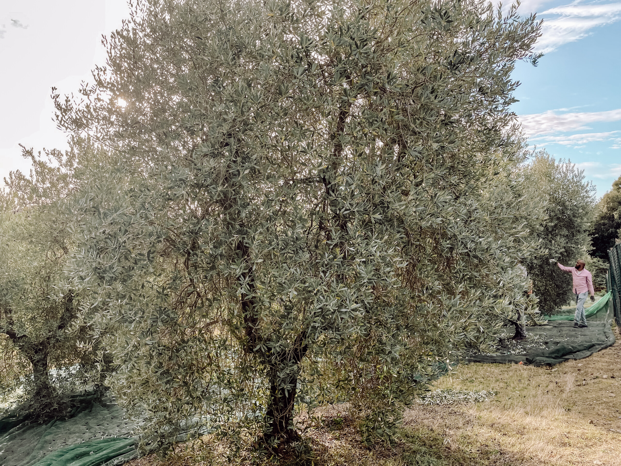 Poggio Guido Olivenbaum Olivenhain Olivenernte