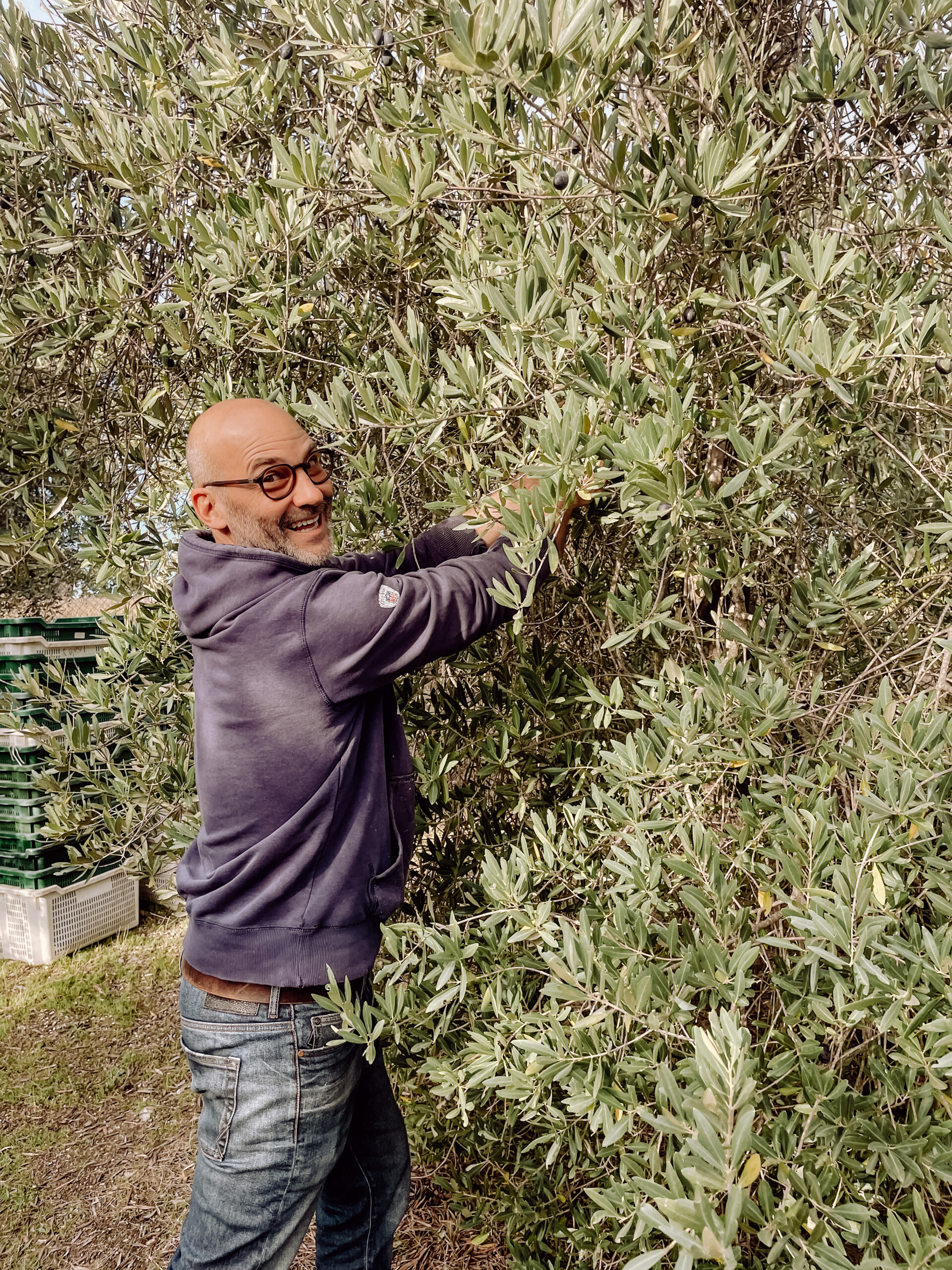 Poggio Guido Olivenbaum Olivenhain Olivenernte Hendrik