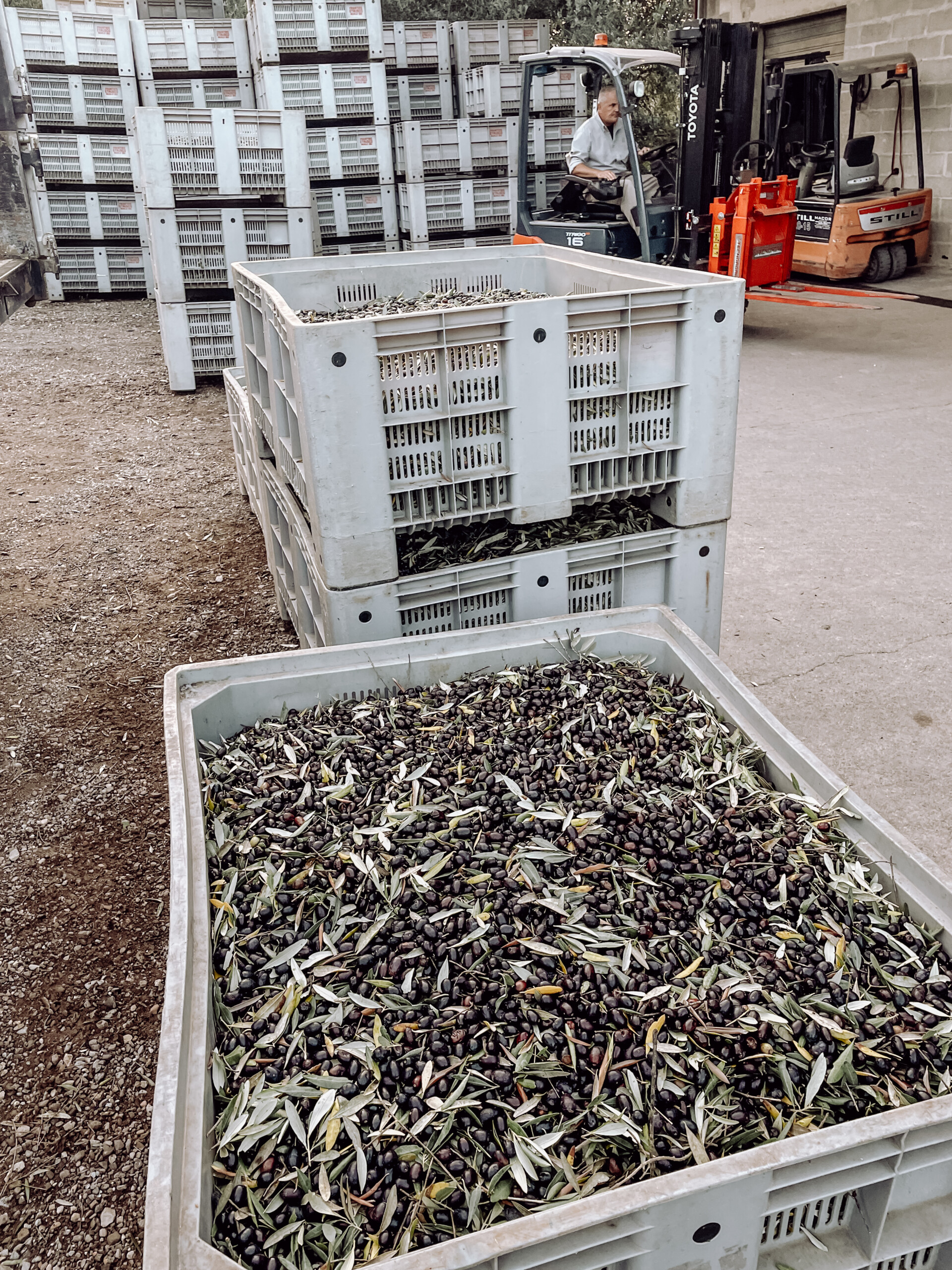 Poggio Guido Olivenernte